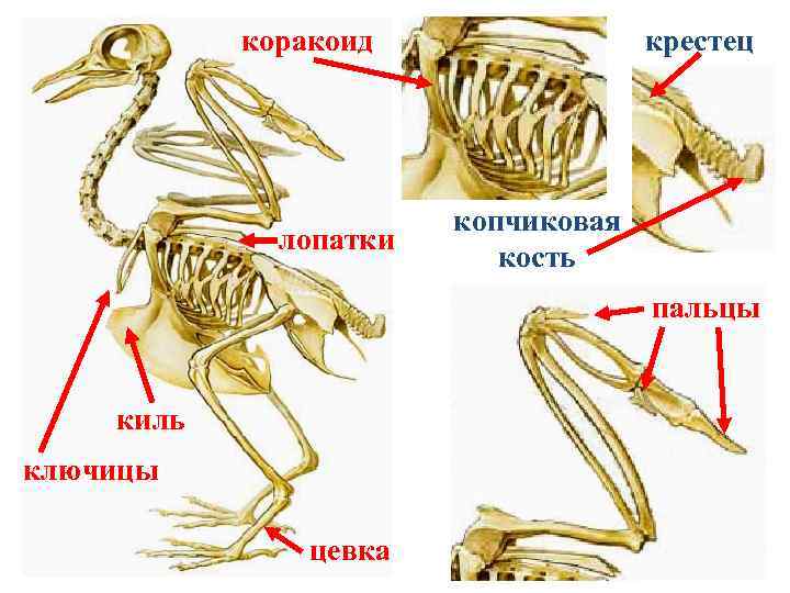 коракоид лопатки крестец копчиковая кость пальцы киль ключицы цевка 