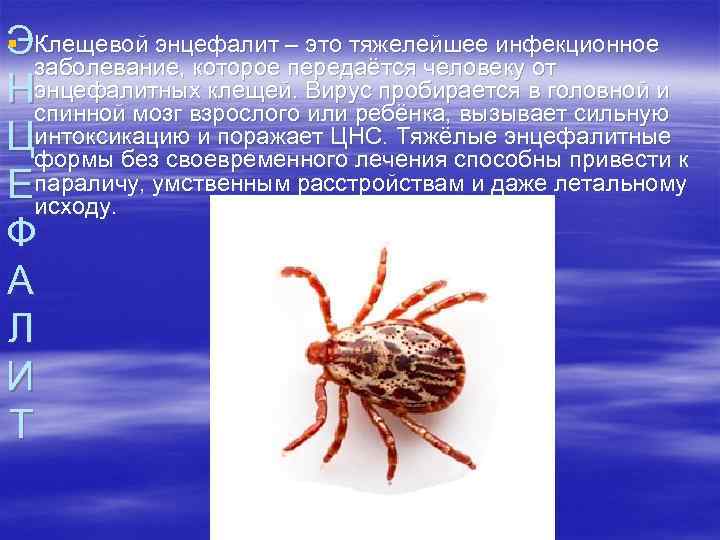  § ЭКлещевой энцефалит – это тяжелейшее инфекционное заболевание, которое передаётся человеку от Нэнцефалитных