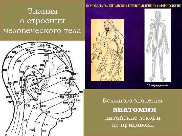 Знания о строении человеческого тела Большого значения анатомии китайские лекари не придавали 