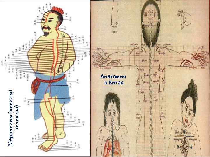 Меридианы (каналы) человека) Анатомия в Китае 