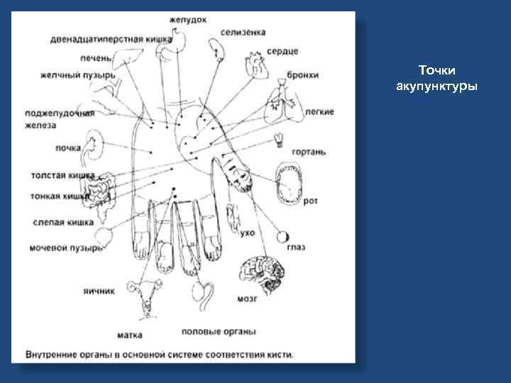 Точки акупунктуры 