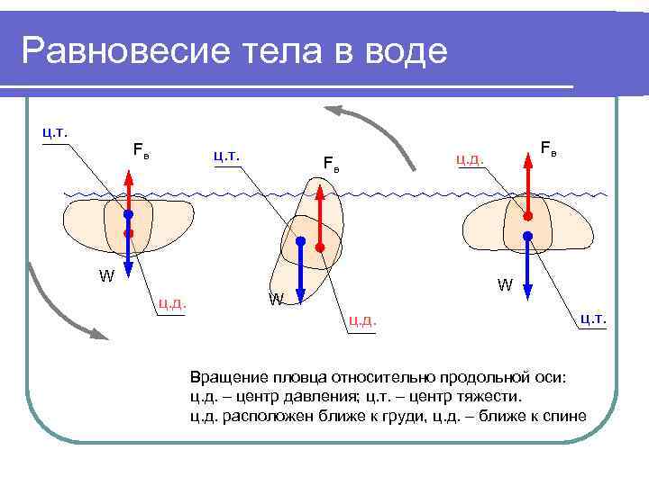 Равновесие тела в воде ц. т. Fв ц. т. Fв W ц. д. Fв