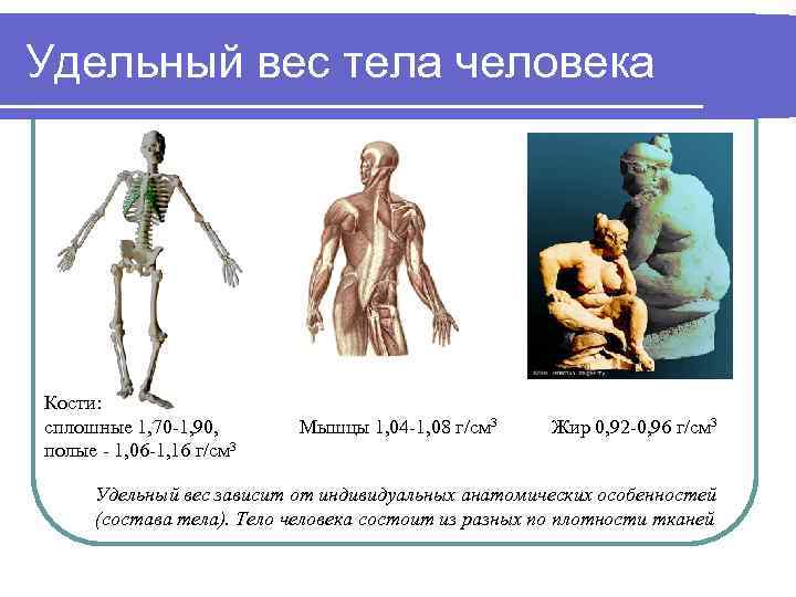 Удельный вес тела человека Кости: сплошные 1, 70 -1, 90, полые - 1, 06