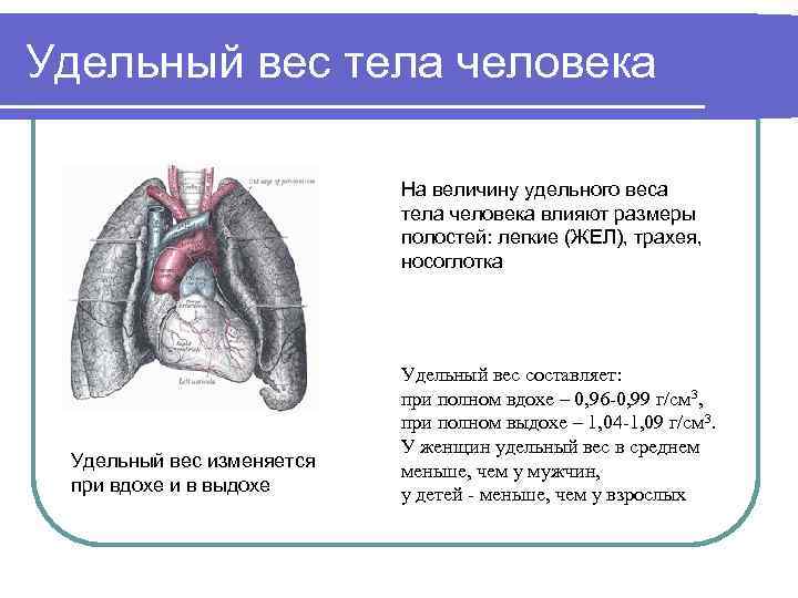 Удельный вес тела человека На величину удельного веса тела человека влияют размеры полостей: легкие