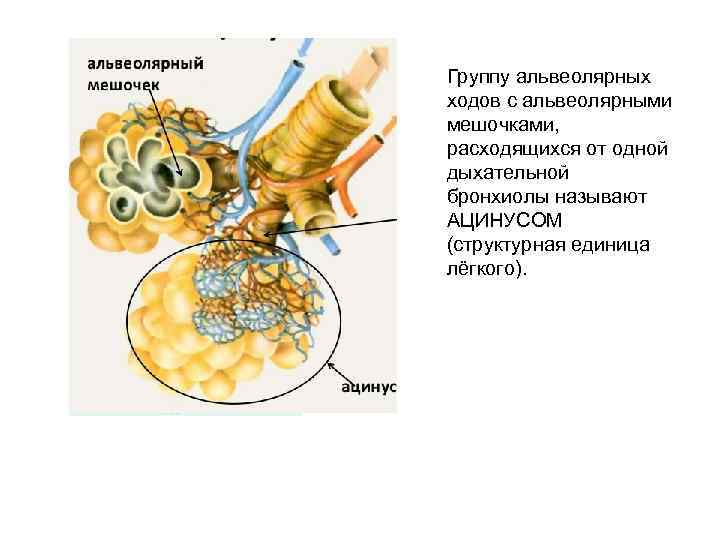 Группу альвеолярных ходов с альвеолярными мешочками, расходящихся от одной дыхательной бронхиолы называют АЦИНУСОМ (структурная