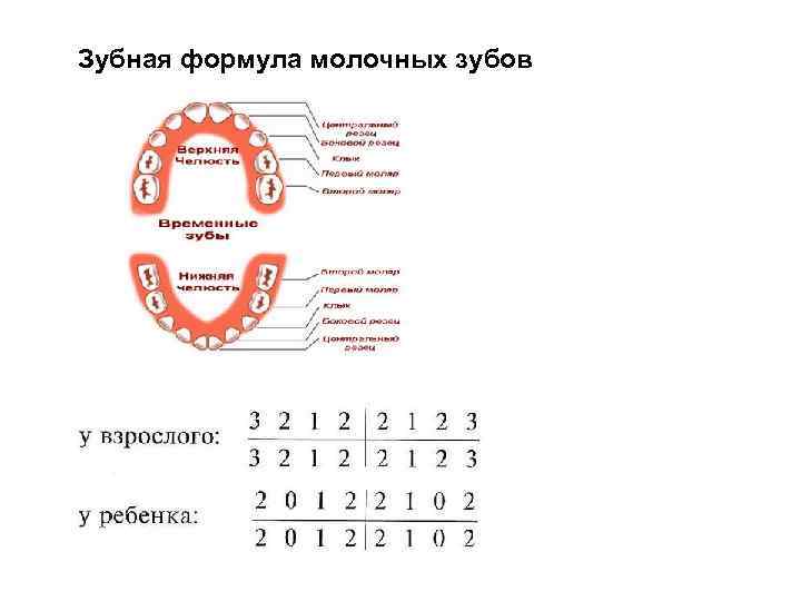 Зубная формула взрослого