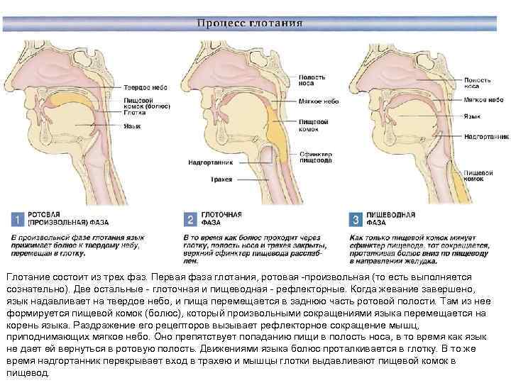 Глотание состоит из трех фаз. Первая фаза глотания, ротовая -произвольная (то есть выполняется сознательно).