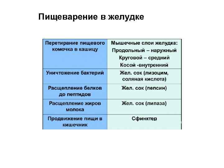 Пищеварение в желудке 