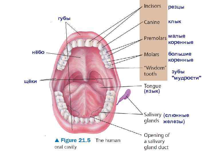 резцы губы клык малые коренные нёбо большие коренные зубы "мудрости" щёки (язык) (слюнные железы)