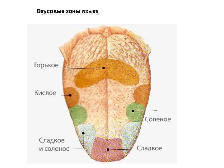 Вкусовые зоны языка 