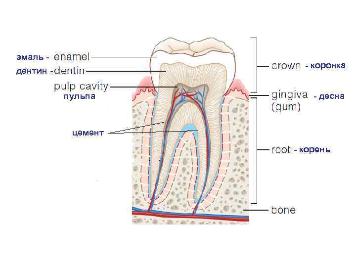 эмаль - - коронка дентин пульпа - десна цемент - корень 
