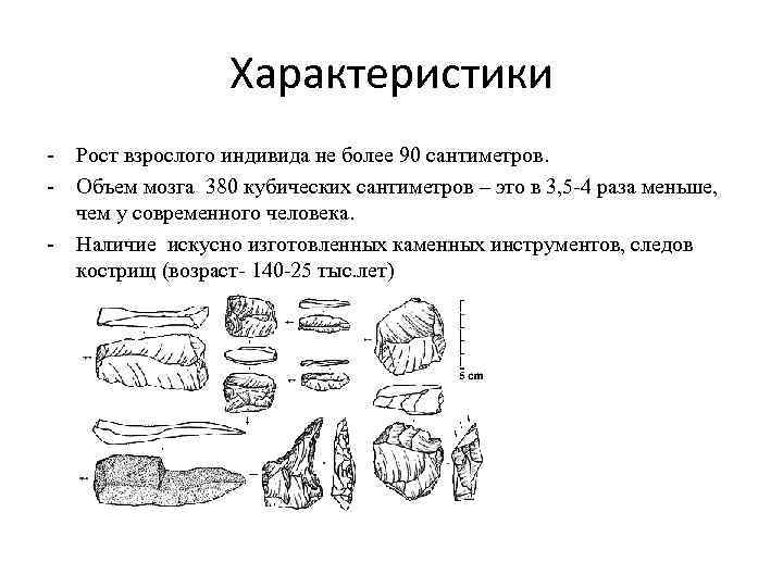 Характеристики - Рост взрослого индивида не более 90 сантиметров. - Объем мозга 380 кубических