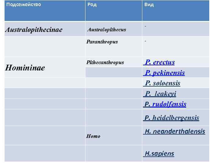 Подсемейство Род Australopithecinae Australopithecus Вид - Paranthropus Homininae - Pithecanthropus P. erectus P. pekinensis