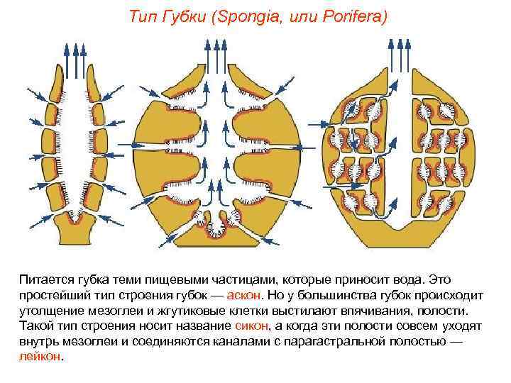 Тип Губки (Spongia, или Porifera) Питается губка теми пищевыми частицами, которые приносит вода. Это