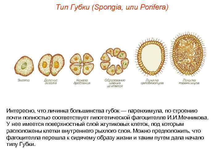 Тип Губки (Spongia, или Porifera) Интересно, что личинка большинства губок — паренхимула, по строению