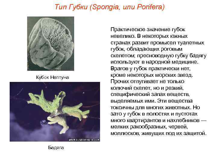 Тип Губки (Spongia, или Porifera) Кубок Нептуна Бадяга Практическое значение губок невелико. В некоторых