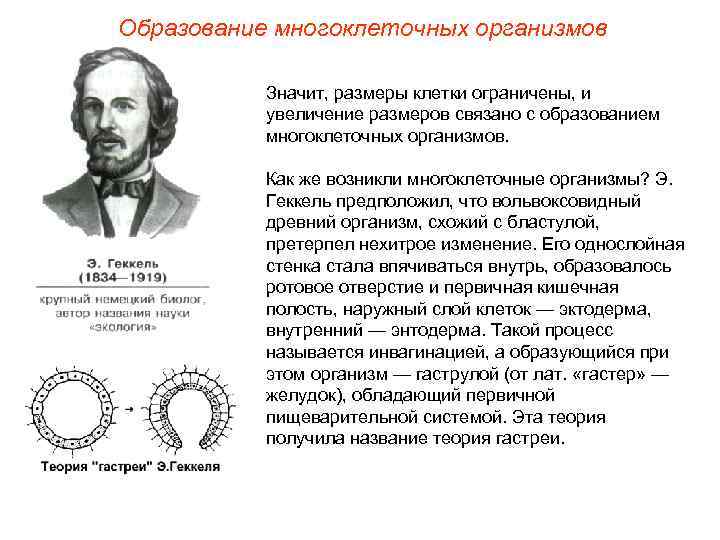 Образование многоклеточных организмов Значит, размеры клетки ограничены, и увеличение размеров связано с образованием многоклеточных