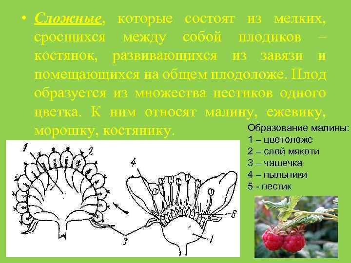  • Сложные, которые состоят из мелких, сросшихся между собой плодиков – костянок, развивающихся