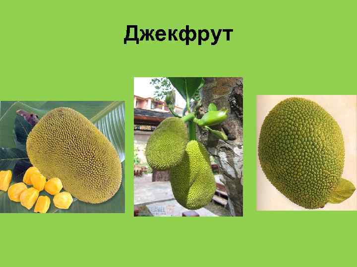 Джекфрут 