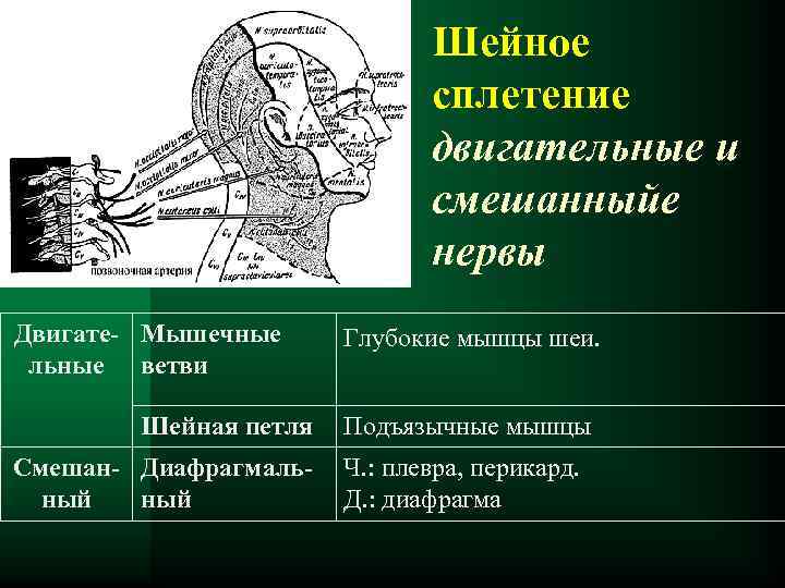 Шейное сплетение двигательные и смешанныйе нервы Двигате- Мышечные льные ветви Шейная петля Смешан- Диафрагмальный