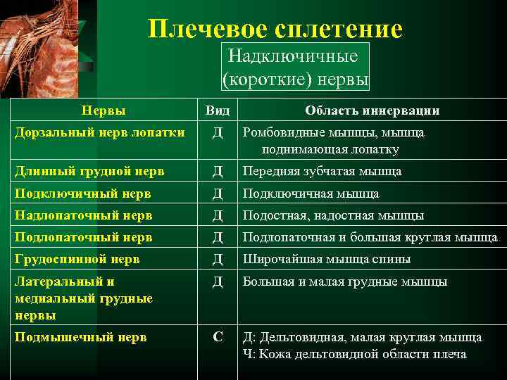 Плечевое сплетение Надключичные (короткие) нервы Нервы Вид Область иннервации Дорзальный нерв лопатки Д Ромбовидные