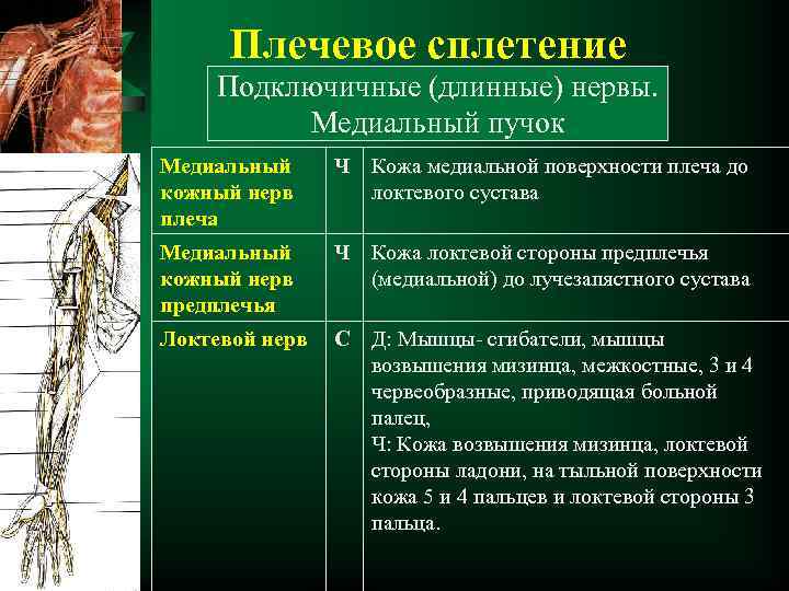 Плечевое сплетение Подключичные (длинные) нервы. Медиальный пучок Медиальный кожный нерв плеча Ч Кожа медиальной