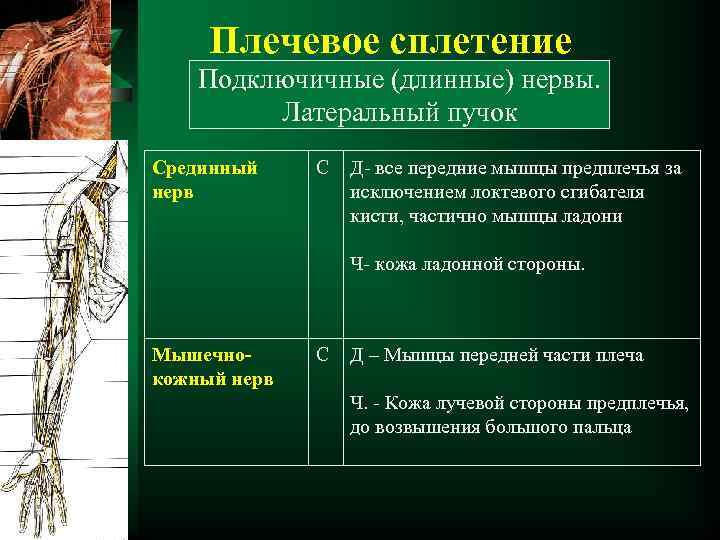 Плечевое сплетение Подключичные (длинные) нервы. Латеральный пучок Срединный нерв С Д- все передние мышцы