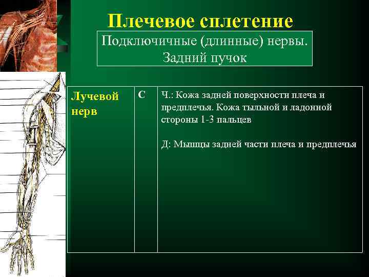 Плечевое сплетение Подключичные (длинные) нервы. Задний пучок Лучевой нерв С Ч. : Кожа задней