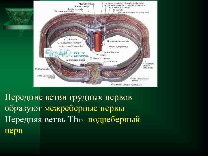 Передние ветви грудных нервов образуют межреберные нервы Передняя ветвь Th 12 - подреберный нерв