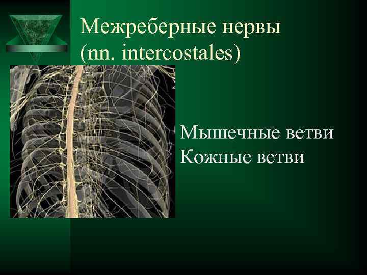 Межреберные нервы (nn. intercostales) Мышечные ветви Кожные ветви 