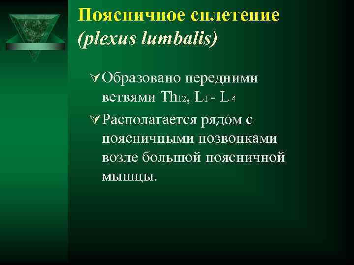 Поясничное сплетение (plexus lumbalis) Ú Образовано передними ветвями Th 12, L 1 - L