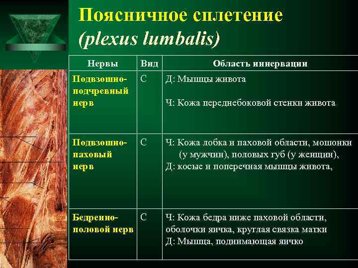 Поясничное сплетение (plexus lumbalis) Нервы Вид Подвзошноподчревный нерв С Подвзошнопаховый нерв С Область иннервации