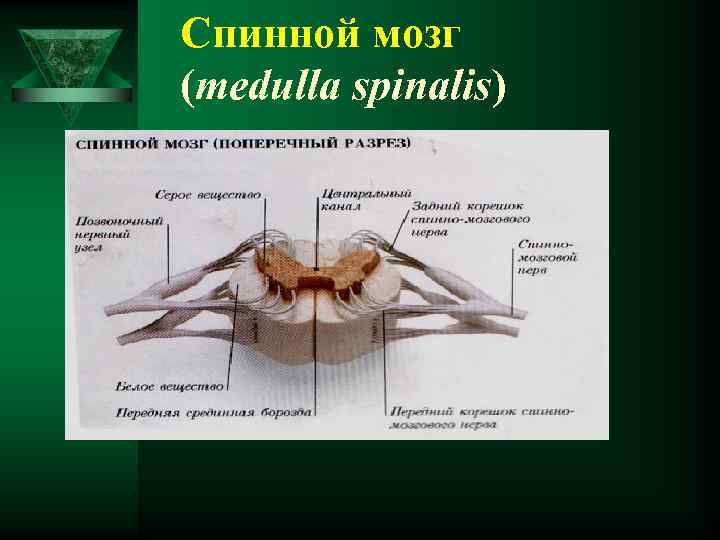 Спинной мозг (medulla spinalis) 