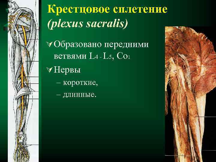 Крестцовое сплетение (plexus sacralis) Ú Образовано передними ветвями L 4 - L 5, Co