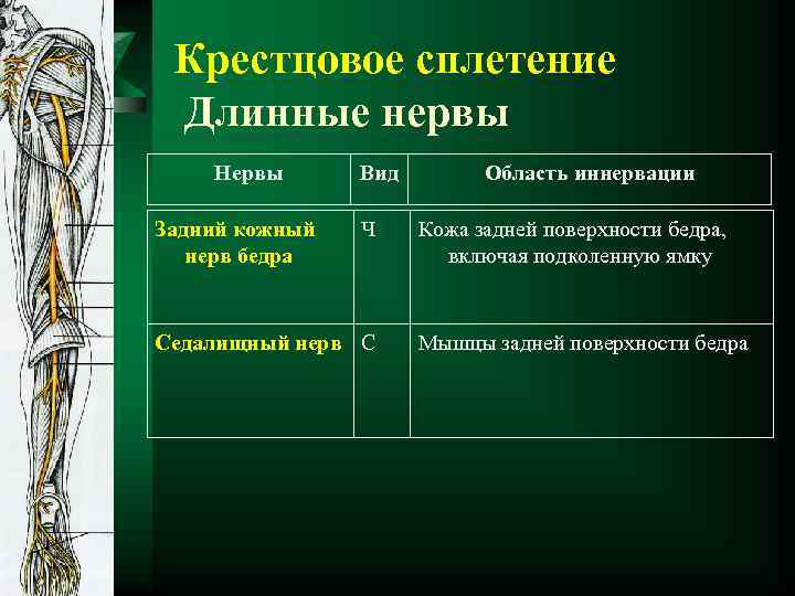 Крестцовое сплетение Длинные нервы Нервы Задний кожный нерв бедра Вид Ч Седалищный нерв С