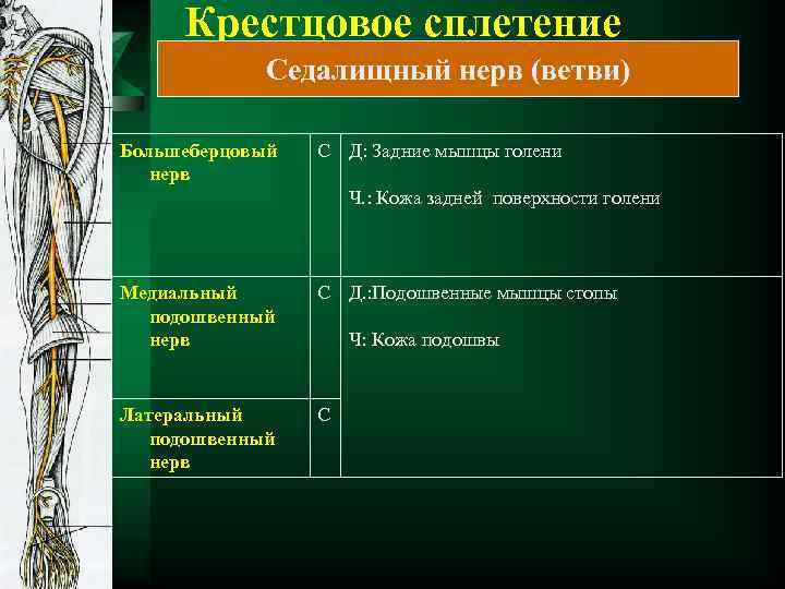 Крестцовое сплетение Седалищный нерв (ветви) Большеберцовый нерв С Д: Задние мышцы голени Ч. :