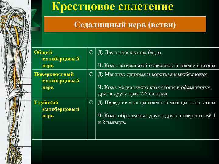 Крестцовое сплетение Седалищный нерв (ветви) Общий малоберцовый нерв С Д: Двуглавая мышца бедра Поверхностный