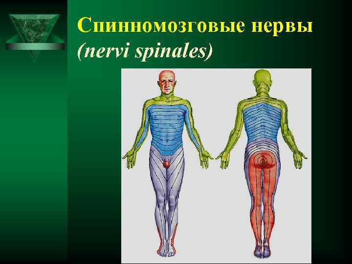 Спинномозговые нервы (nervi spinales) 