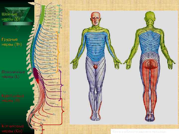 Шейные нервы (С) Грудные нервы (Th) Поясничные нервы (L) Крестцовые нервы (S) Копчиковые нервы