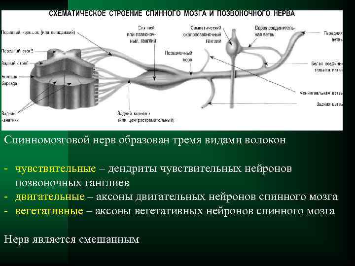 Спинномозговой нерв образован тремя видами волокон - чувствительные – дендриты чувствительных нейронов позвоночных ганглиев
