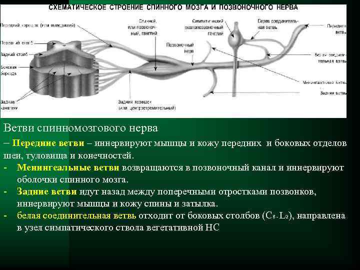 Ветви спинномозгового нерва – Передние ветви – иннервируют мышцы и кожу передних и боковых
