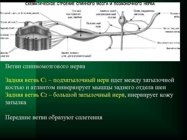 Ветви спинномозгового нерва Задняя ветвь С 1 – подзатылочный нерв идет между затылочной костью