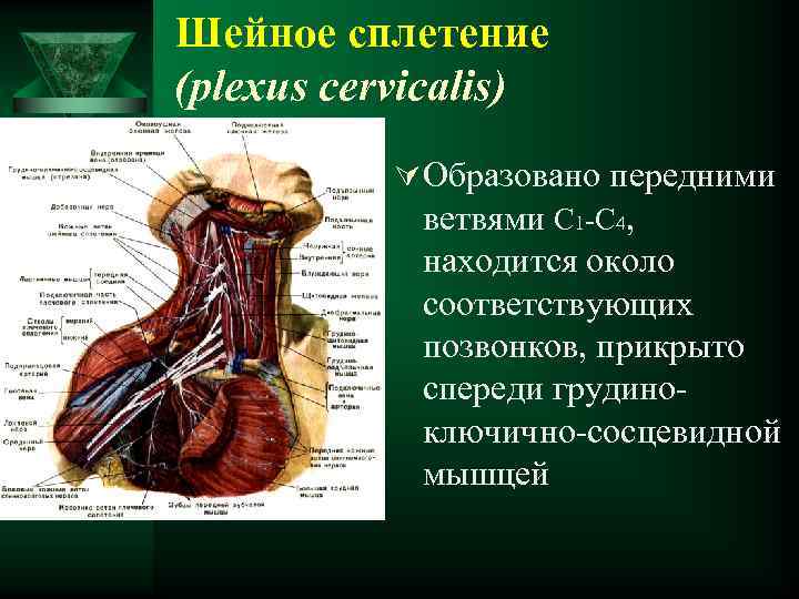 Шейное сплетение (plexus cervicalis) Ú Образовано передними ветвями С 1 -С 4, находится около