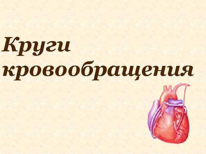 Круги кровообращения 
