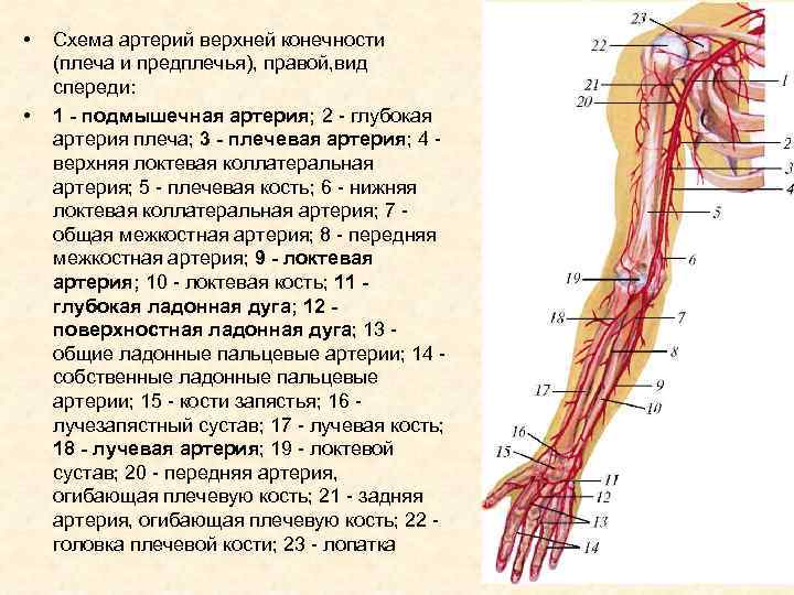 Лучевая артерия анатомия схема. Сосуды верхней конечности анатомия. Ветви плечевой артерии анатомия. Тромбоз артерий верхних