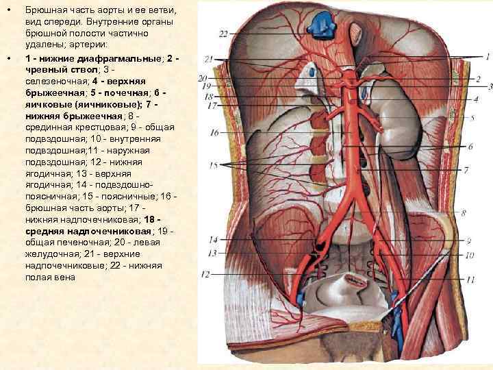  • • Брюшная часть аорты и ее ветви, вид спереди. Внутренние органы брюшной