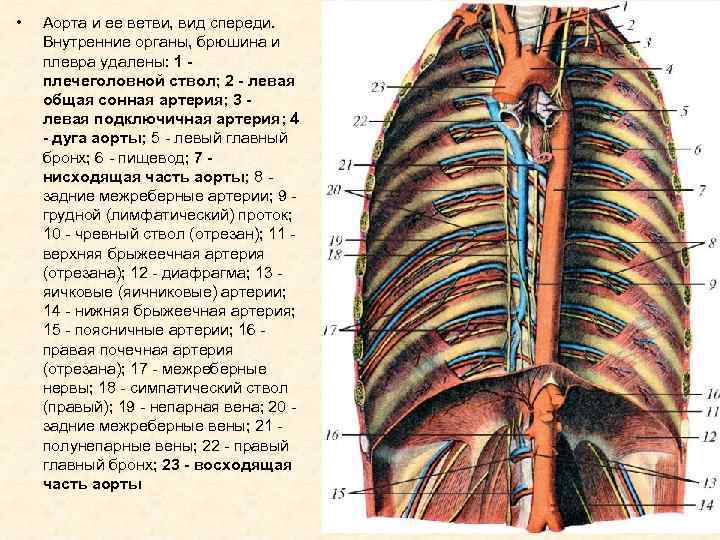 Ветви аорты схема