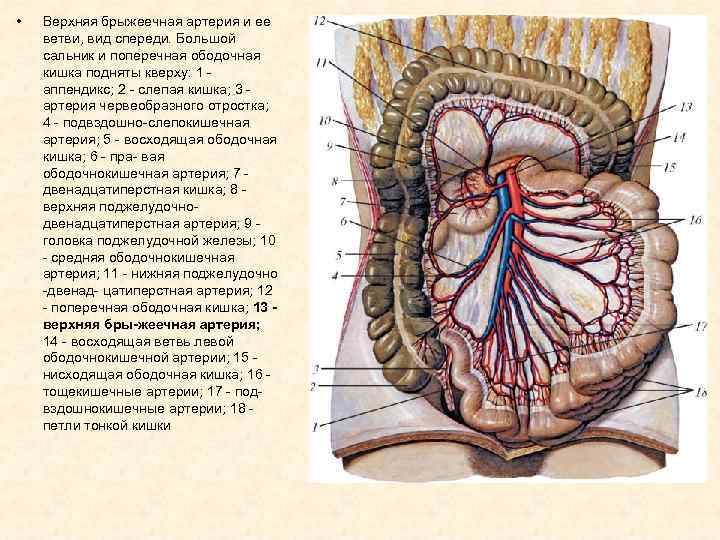 Что такое большой сальник