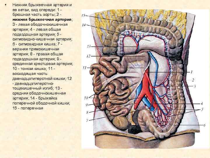 Верхняя брыжеечная артерия схема