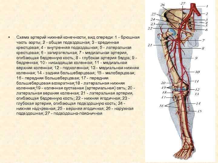 Артерии нижних. Схема кровообращения нижней конечности. Кровоснабжение нижней конечности анатомия. Схема артериального кровотока нижней конечности. Кровоснабжение нижних конечностей артерии.